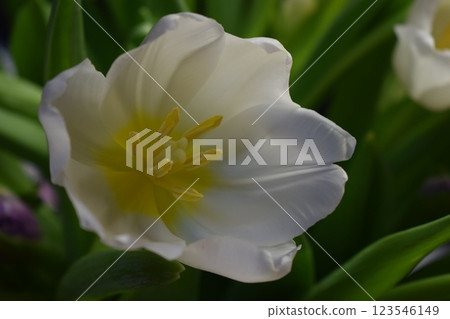 White tulip. Captivating Simplicity: The Essence of a Tulip 123546149