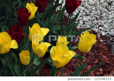 A garden scene featuring vibrant red and yellow tulips surrounded by lush greenery and decorative plants. Stone-Edged Garden Border A garden scene featuring vibrant red and yellow tulips surrounded by lush greenery and decorative plants. Stone-Edged Garden Border 123546155