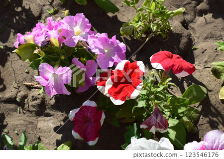 Blooming Petunias in a Serene Outdoor Space 123546176