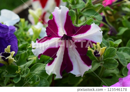 Ultra Crimson Star Petunia with Candy Cane Stripes Ultra Crimson Star Petunia with Candy Cane Stripes 123546178