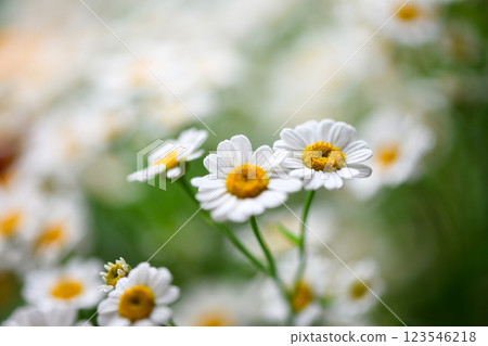 Close up of Chamomile or Camomile flowers Close up of Chamomile or Camomile flowers 123546218