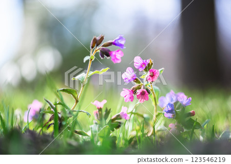 Close up of pink and purple flowers of suffolk lungwort 123546219