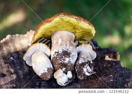 Close-up of a group of porcini mushrooms on a stump Close-up of a group of porcini mushrooms on a stump 123546222
