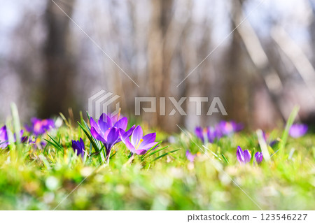 Close-up of two crocus flowers on a green lawn 123546227
