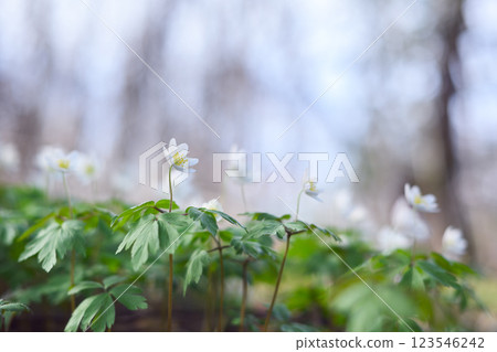 Delicate white Anemone blossoms in a lush green woodland 123546242