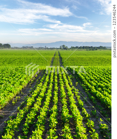 Endless rows of young corn plants forming natural waves 123546244