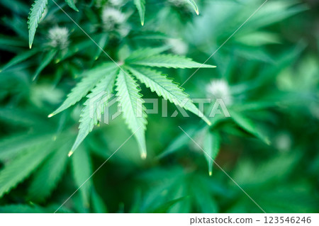 Fresh cannabis plant leaves in a close-up shot Fresh cannabis plant leaves in a close-up shot 123546246
