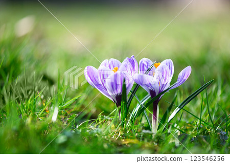 Pair of vibrant crocus flowers blooming on lush green grass 123546256