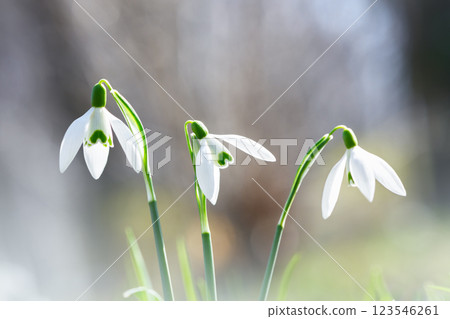 Snowdrop flower on spring meadow Snowdrop flower on spring meadow 123546261