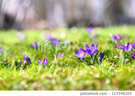 Spring crocus flowers in full bloom on a lush green field 123546263