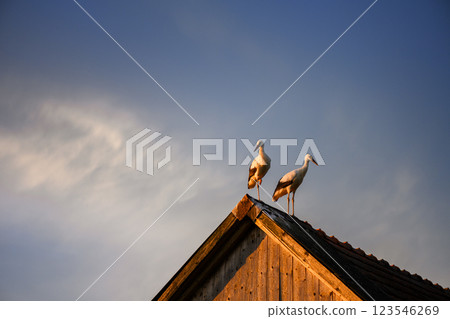 Two white storks standing on an aged rooftop 123546269