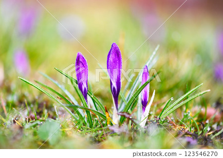 Unopened vibrant crocus flowers with drops of dew Unopened vibrant crocus flowers with drops of dew 123546270