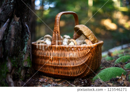 Wicker basket filled with freshly harvested porcini mushrooms Wicker basket filled with freshly harvested porcini mushrooms 123546271
