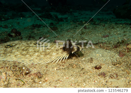 A Philippine Flounder, this flatfish an change color and texture to blend in with the ocean floor A Philippine Flounder, this flatfish an change color and texture to blend in with the ocean floor 123546279
