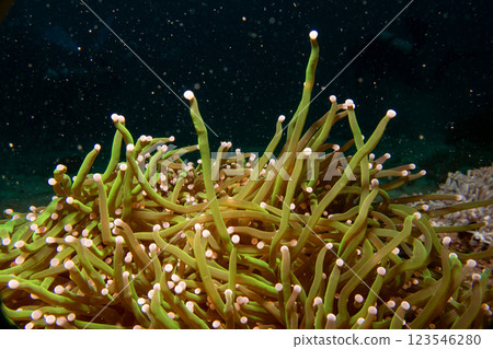 Dragon Soul Gold Torch or Euphyllia glabrescens corals are a mix of yellow-gold, orange, and green 123546280