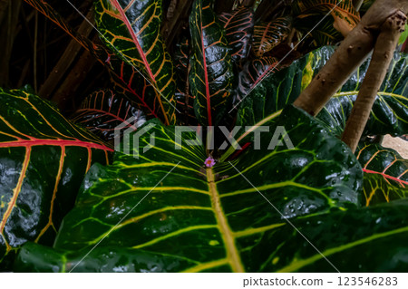 A close-up picture of an amazingly beautiful garden croton, Croton variegatum in a tropical jungle A close-up picture of an amazingly beautiful garden croton, Croton variegatum in a tropical jungle 123546283