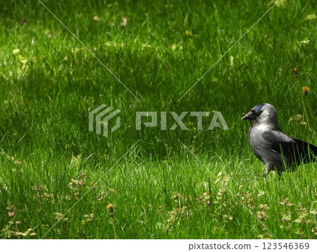 Jackdaw Strolling on Vibrant Green Grass 123546369