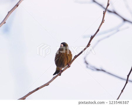A siskin spending winter on the banks of the Arakawa River 123546387