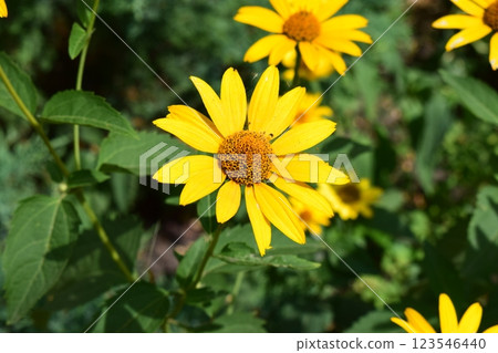 Close-Up of Blooming Yellow Heliopsis in Garden 123546440