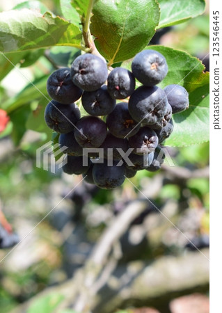 Cluster of Black Rowanberries on Red Stems 123546445