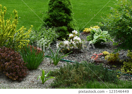 Ornamental Garden Beauty. Flowering Shrub Paradise Ornamental Garden Beauty. Flowering Shrub Paradise 123546449