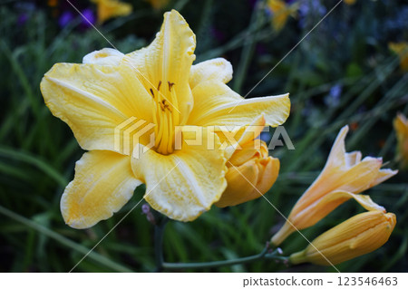 Yellow Flower with Ruffled Petals and Buds 123546463