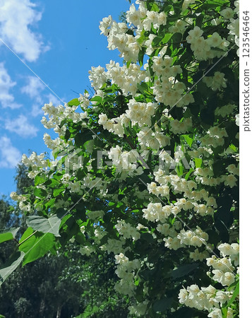 Vibrant Jasmine Flowers Under a Blue Sky Vibrant Jasmine Flowers Under a Blue Sky 123546464