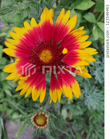 A vibrant Gaillardia flower with a red center and petals that transition from red at the base to yellow at the tips. Gaillardias Fiery Splendor A vibrant Gaillardia flower with a red center and petals that transition from red at the base to yellow at the tips. Gaillardias Fiery Splendor 123546465