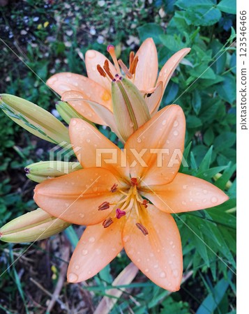 Close-Up of Orange Lily with Water Droplets Close-Up of Orange Lily with Water Droplets 123546466