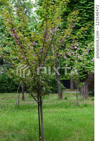 A natural landscape with trees in bloom. Natural Beauty of Blooming Trees 123546472