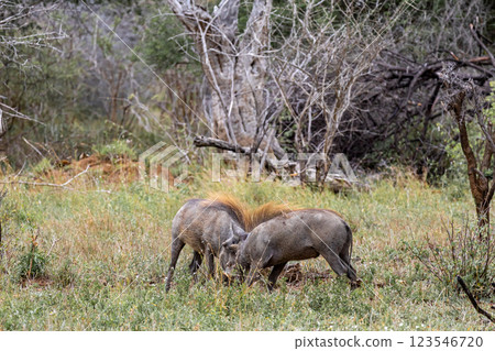 Two common warthogs are butting heads 123546720