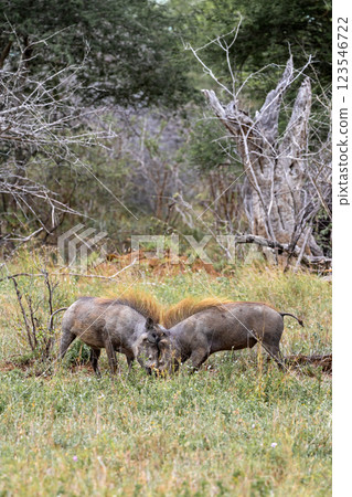 Two common warthogs are butting heads 123546722