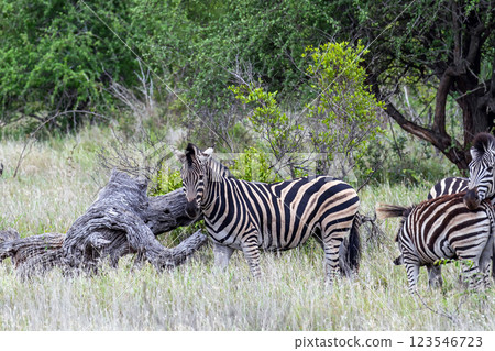Safari, African zebras walks grazing among green trees and bushes in savannah Safari, African zebras walks grazing among green trees and bushes in savannah 123546723