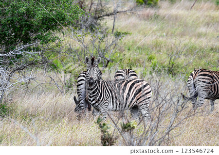 Safari, African zebras walks grazing among green trees and bushes in savannah 123546724