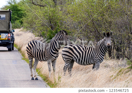 Two zebras are standing on the side of the road 123546725