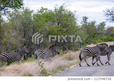 Group of zebras crossing the road 123546726