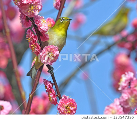 紅梅和白眼花盛開(春天的形象)(溫馨的形象) 紅梅和白眼花盛開(春天的形象)(溫馨的形象) 123547350