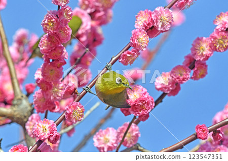 盛開的紅梅花上掛著一隻白眼蟲（春日景象）（溫馨景象） 123547351