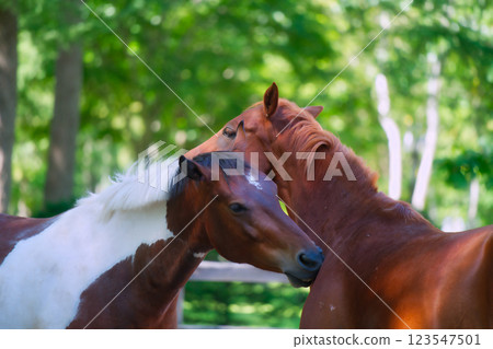北馬公園的馬匹 北馬公園的馬匹 123547501
