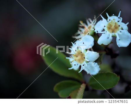 White hawthorn flowers blooming in October 123547631