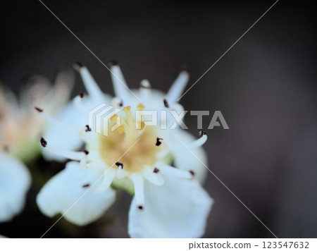 White hawthorn flowers blooming in October White hawthorn flowers blooming in October 123547632