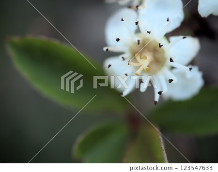 White hawthorn flowers blooming in October 123547633