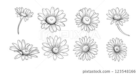 Hand drawn daisy flower line art illustration for botanical floral design tattoo wedding invitations digital prints patterns and branding 123548166