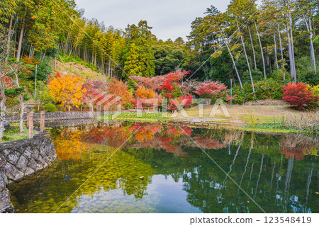 Autumn leaves reflected on the surface of the Hojo Pond at Kasui-sai Temple in Fukuroi City (Shizuoka Prefecture) 123548419