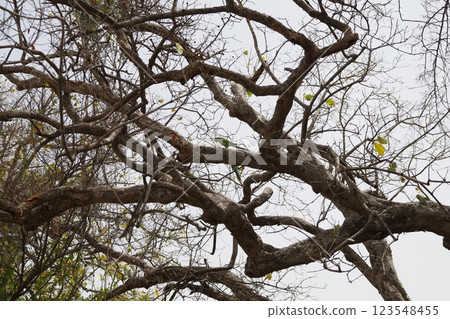 Keoladeo National Park, a World Heritage Site in India 123548455