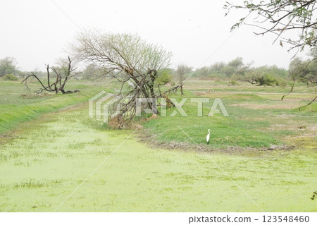 Keoladeo National Park, a World Heritage Site in India 123548460