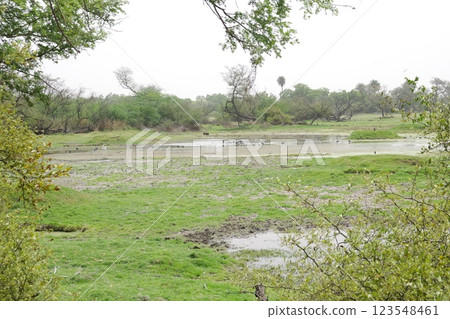 Keoladeo National Park, a World Heritage Site in India Keoladeo National Park, a World Heritage Site in India 123548461