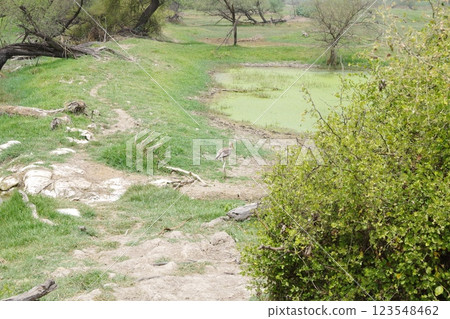 Keoladeo National Park, a World Heritage Site in India 123548462