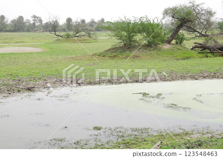 Keoladeo National Park, a World Heritage Site in India 123548463