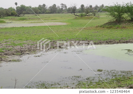 Keoladeo National Park, a World Heritage Site in India 123548464